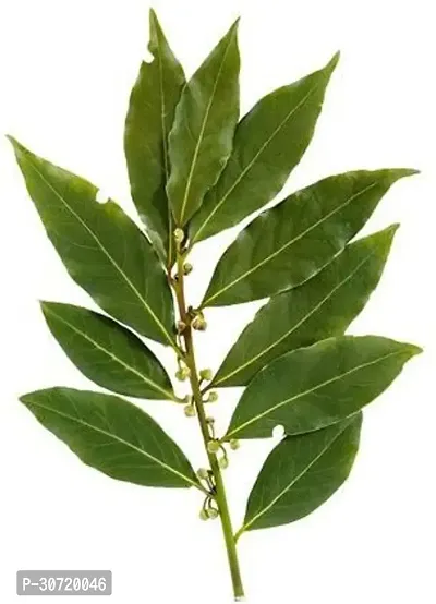 The Entacloo Bay Leaf Plant Tej Batabay Leaf-thumb0