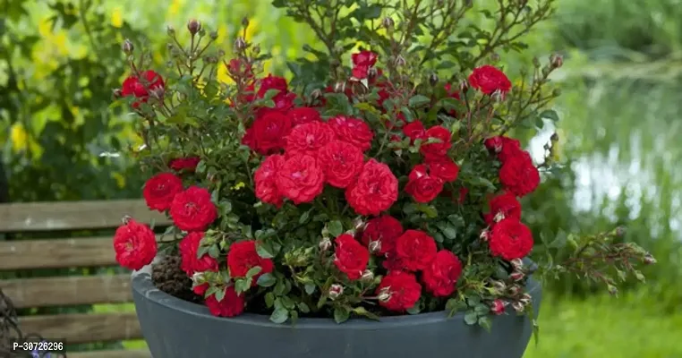 The Entacloo Rose Plant Hybrid red rose plant-4-thumb0