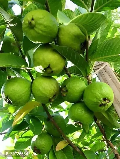 The Entacloo Guava Plant Guava Plant ( Nepal guava Plant 0-thumb0