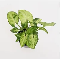 The Entacloo Syngonium Plant Air Purifying Syngonium Plant-thumb1