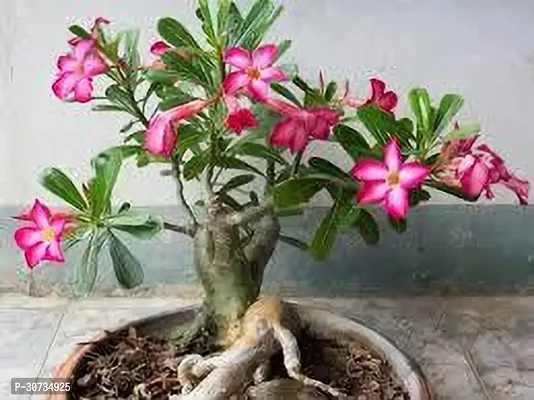 The Entacloo Adenium Plant Adenium plant twe-thumb0