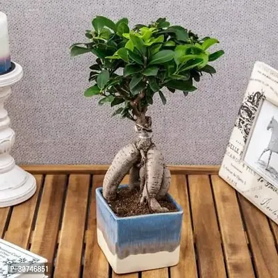 The Entacloo Ficus Plant 08775-thumb2