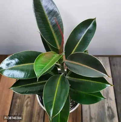 The Entacloo Rubber Tree Live Rubber Plant for Indoor Home DecorationAir Purification CF7599-thumb0