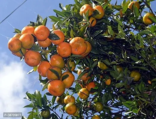 The Entacloo Orange Plant CHAINIS ORANGE PLANTS BANGLADESH IMPORT-thumb0