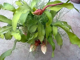 The Entacloo Orchid Plant Brahma Kamal-thumb1