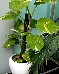 The Entacloo Money Plant-thumb1