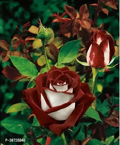 The Entacloo Rose Plant Hybrid Rose plant 7-thumb0