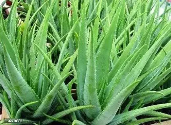 The Entacloo Aloe Vera Plant ALOE VERA PLANT-thumb0