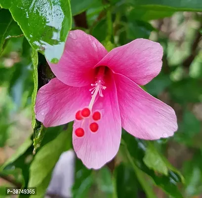 The Entacloo Pomegranate Plant ABSAKSI_314-thumb0