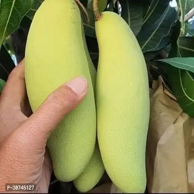 The Entacloo Mango Plant Thai Banana Variety Grafted Fruit Live PlantsTree(1.52 Ft Size)-thumb0