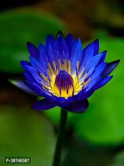 The Entacloo Lily Plant Rare blue Water Lily Flower Live Plant-thumb2