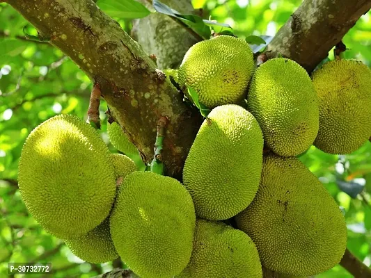 The Entacloo Jackfruit Plant Jackfruit Plant (001)-thumb0