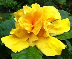 The Entacloo Hibiscus Plant Laluna Yellow Hibiscus plant H33-thumb1