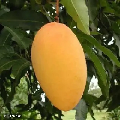 The Entacloo Mango Plant Mango Fruit Plant 00-thumb0