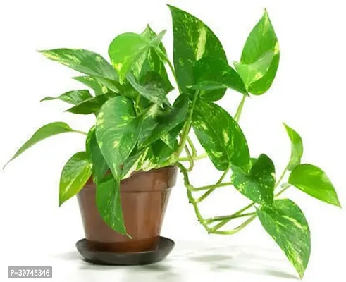 The Entacloo Money Plant Good Luck Money Plant Variegated with Nursery Watering Pot-thumb0