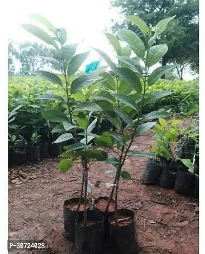 The Entacloo Custard Apple Plant custardapple89-thumb0