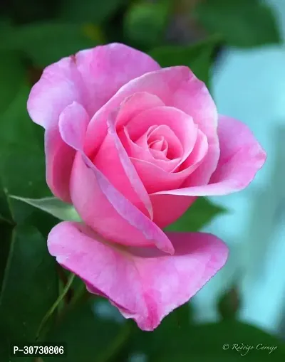 The Entacloo Rose Plant ZIXAM Rose Plant (pink rose)-thumb2