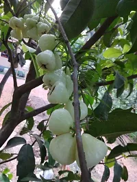 Your Shop Live Plant White Java Apple Dwarf Rose Water Apple Plant Syzygium Samarangense Jambu Wax Apple (1 Healthy Live Plant)-thumb2