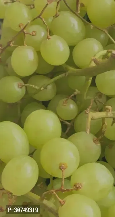 The Entacloo Grapes Plant Grapes plant c6-thumb2