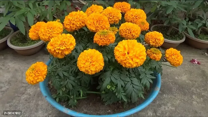 The Entacloo Marigold Plant ecoworldsMarigold Plant-thumb0