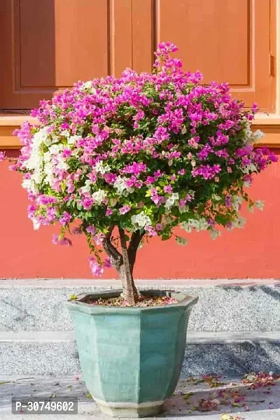 The Entacloo Baugainvillea Plant Bougainvillea Plant Kagaj Flower Live Plant FP100120-thumb0