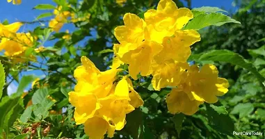 The Entacloo Tecoma Plant TecomaTikomaGori ChoriYellow BellTrumpetbushes Plant Yellow Flower Live PlantV-3-thumb1