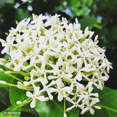 The Entacloo Trothic IxoraChethi Plant Ixora Chethi White Plant Live Flower Disha202034-thumb0