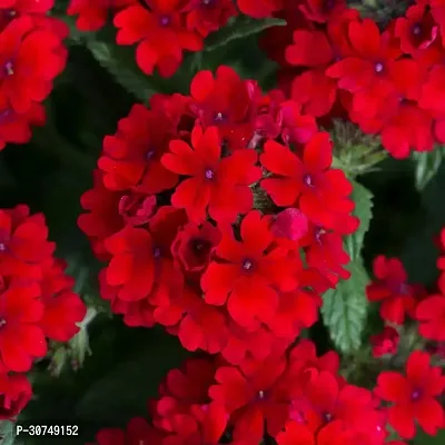 The Entacloo Verbena Plant Verbena Flower Plant ( red )-thumb0