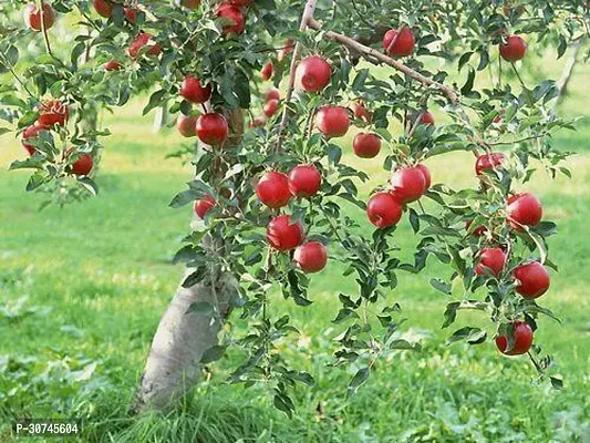 The Entacloo Apple Plant KASHMIR APPLEBIG RED APPLE PLANT-thumb0