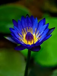 The Entacloo Lily Plant Rare blue Water Lily Flower Live Plant-thumb1