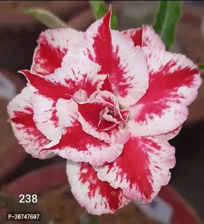 The Entacloo Adenium Plant adenium flower plant ek9-thumb0