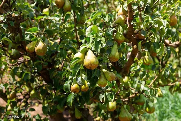 The Entacloo Pear Plant Nashpati fruit plant-thumb2