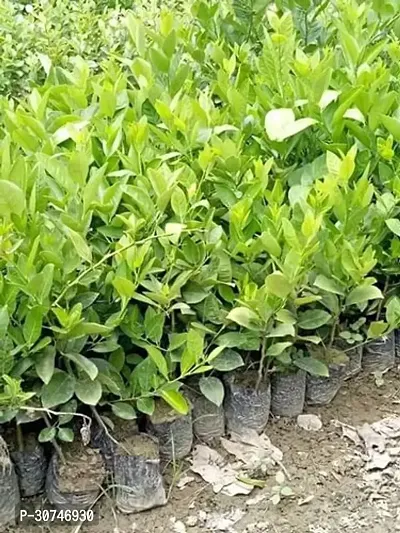 The Entacloo Lemon Plant All Time Seedless Pati lemon Variety Fruit (Air layeredGrafted) Live PlantsTree(11.5 Ft Size)-thumb3