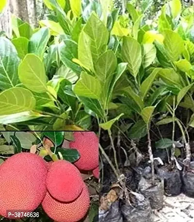 The Entacloo Jack Fruit Plant Thai Pink Jack Fruit(All Time)-thumb0