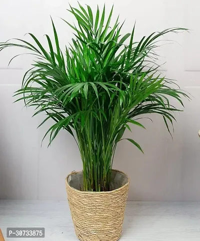 The Entacloo Areca Palm Areca Palm PPVV374-thumb0