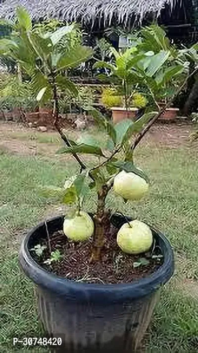 The Entacloo Guava Plant 314AllTime Thailand Guava Hybrid Plant-thumb0