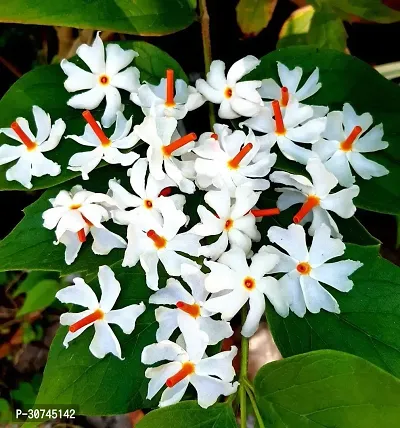 The Entacloo ParijatHarsingar Plant ParijatHarsingar Plant-thumb0