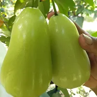 The Entacloo Your Shop Live Plant Green Thai Java Apple Dwarf Rose Water Apple Plant Syzygium Samarangense Jambu Wax Apple (1 Healthy Live Plant)-thumb1