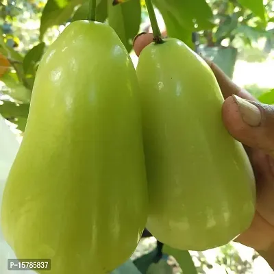 The Entacloo Your Shop Live Plant Green Thai Java Apple Dwarf Rose Water Apple Plant Syzygium Samarangense Jambu Wax Apple (1 Healthy Live Plant)-thumb2