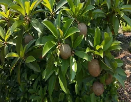 The Entacloo Custard Apple Plant Ent-Live -Plants - 100-thumb1