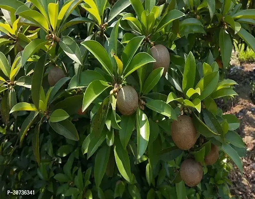 The Entacloo Custard Apple Plant Ent-Live -Plants - 100-thumb2