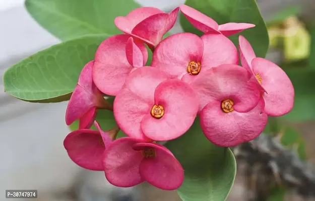 The Entacloo Euphorbia Plant Euphorbia Mili Flower ( deep red )-thumb2