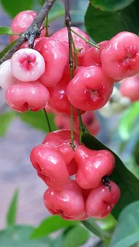 Your Shop Live Plant Red Java Apple Dwarf Rose Water Apple Plant Syzygium Samarangense Jambu Wax Apple (1 Healthy Live Plant)-thumb3