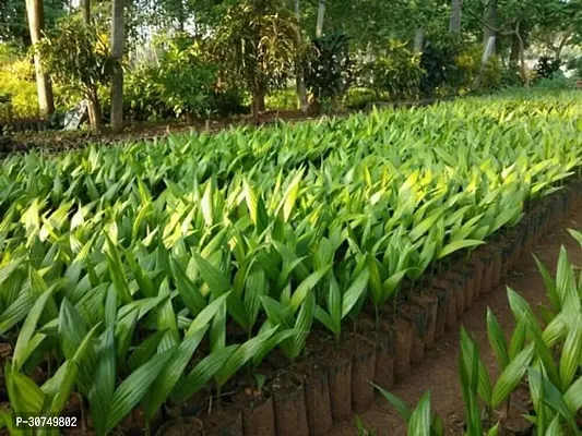 The Entacloo Betel NutSupari Plant Assam Betel Nuts-thumb2