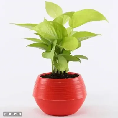 The Entacloo Money Plant RTPLANT-226-thumb0