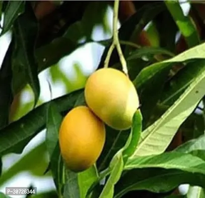 The Entacloo Mango Plant Chausa Mango-thumb2