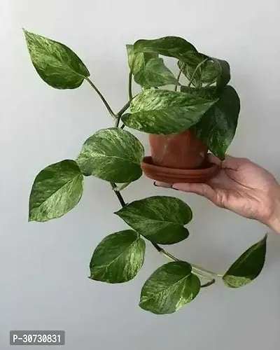 The Entacloo Money Plant mum011-thumb0