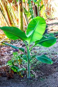 The Entacloo Banana Plant BANANA PLANT 23-thumb1