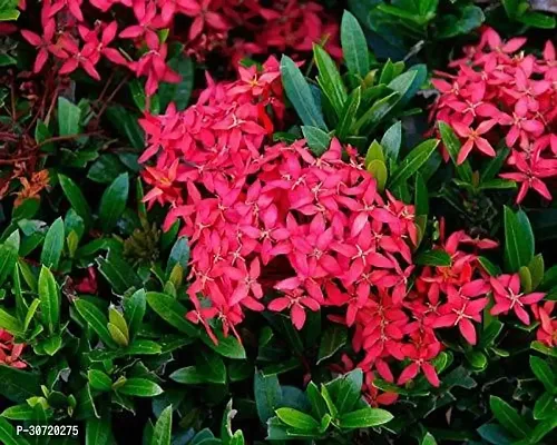 The Entacloo Ixora Mini Pink Flowering Plant Greenhouse stock-thumb0