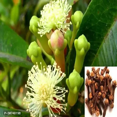 The Entacloo Clove Plant Clove Plant for Garden Indoor and Outdoor-thumb0